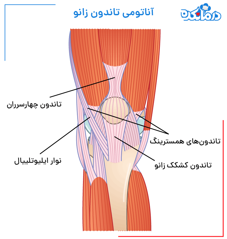 آناتومی تاندون زانو