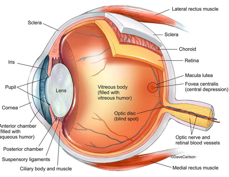 تصویر مشخص شده اجزای چشم انسان برای |آشنایی