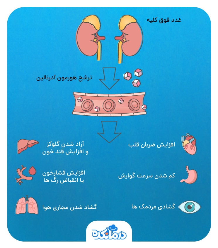 تصویر نحوه ترشح هورمون آدرنالین در بدن