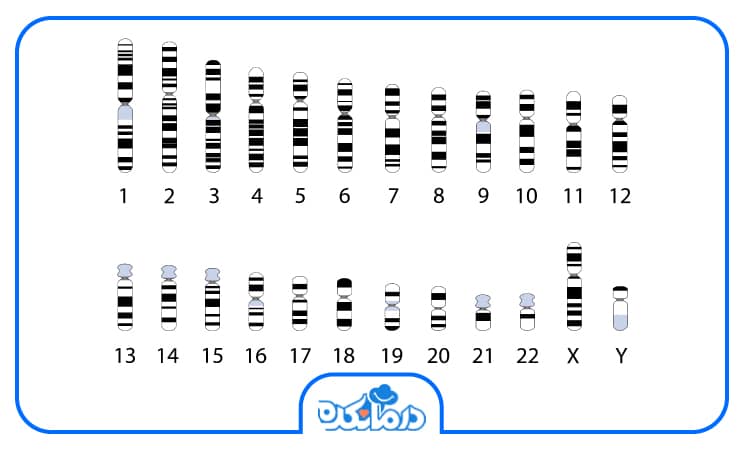 تصویری از کروموزوم های انسان