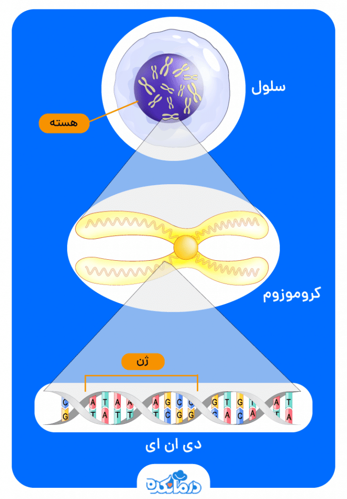 تصویری از ژن ها که بخشی از مولکول دی ان ای هستند و کروموزوم ها را تشکیل می دهند.