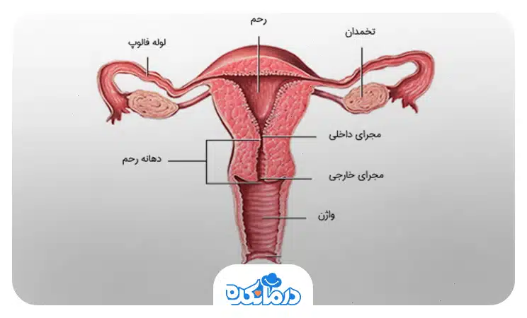 تصویر گرافیکی از آناتومی رحم