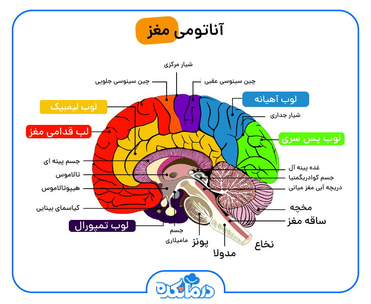 تصویر بخش های مختلف مغزی