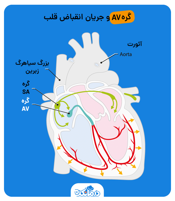 دیگوکسین دارای اثرات واگو میمتیک بر روی گره AV