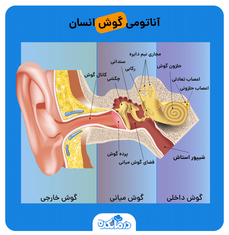 تصویر شیپور استاش در گوش