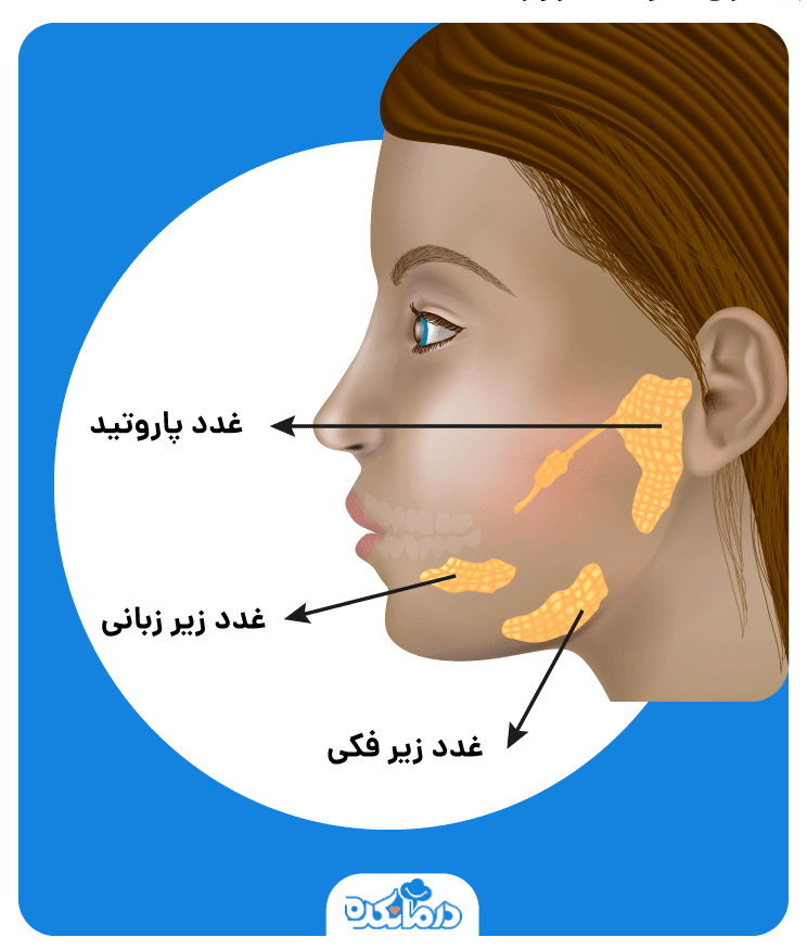 تصویری گرافیکی از صورت انسان که نشان دهنده غدد بزاقی است