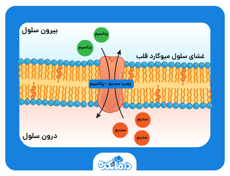 اینفوگرافیکی از چگونی عملکرد داروی دیگوکسین