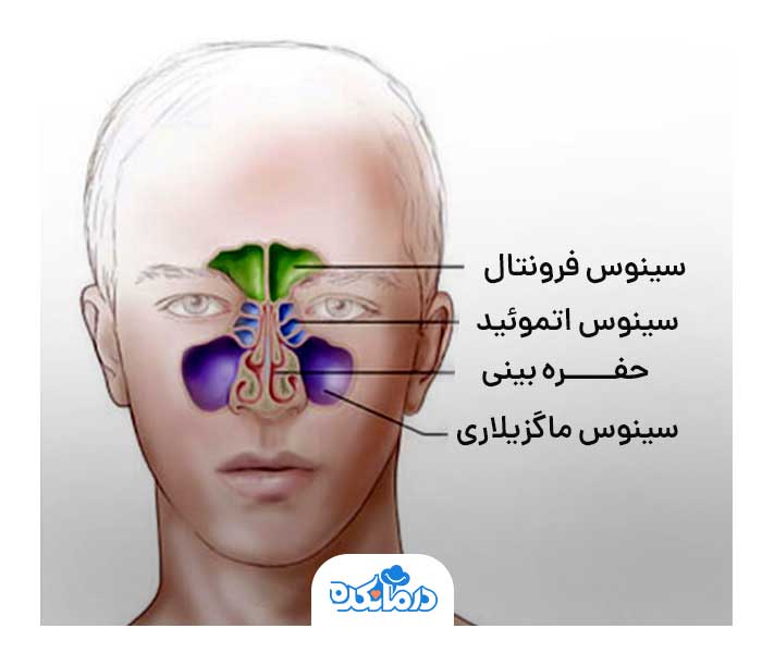 آناتومی بینی و محل بروز سرطان بینی