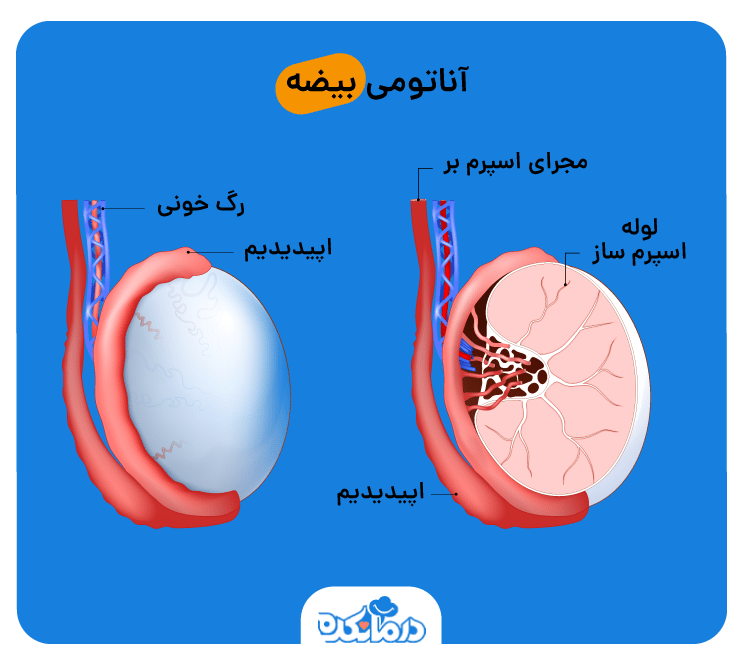 تصویری از بیضه مردان