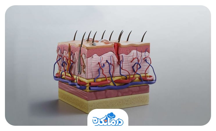 تصویری از لایه‌های مختلف پوست و چربی زیر آن