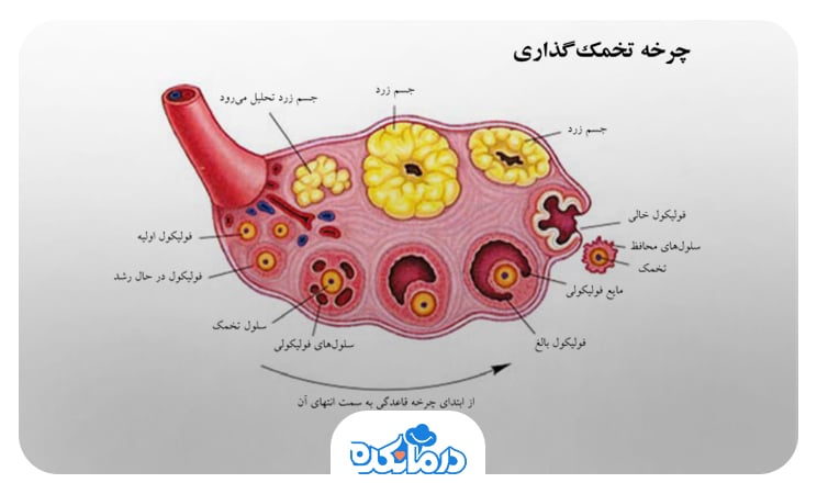 تصویری از چرخه طبیعی تخمک گذاری و فولیکول غالب