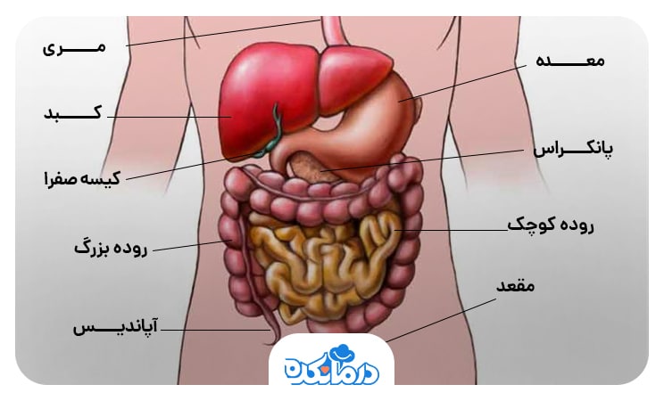 تصویری از بخش‌های مختلف دستگاه گوارش