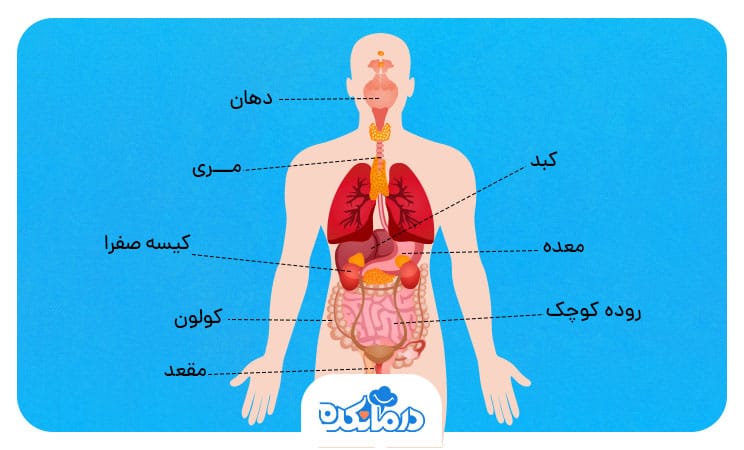 اینفوگرافی آناتومی دستگاه گوارش