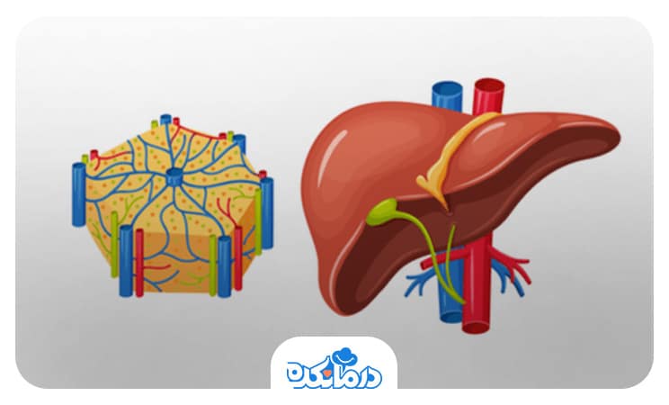 نمایی از کبد و عروق خونی آن