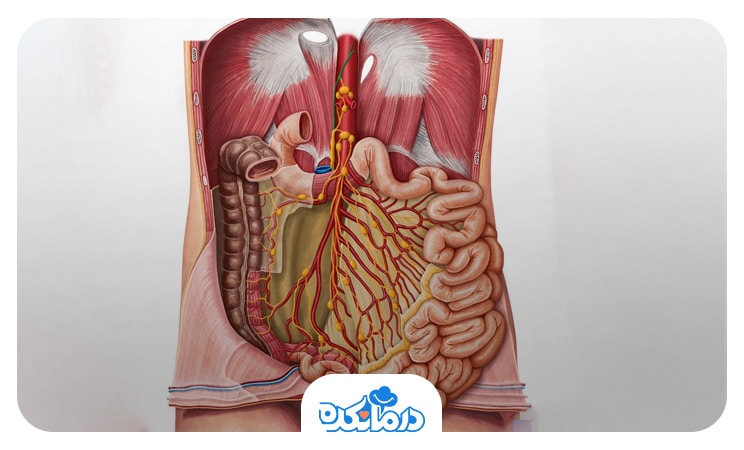 تصویری از آناتومی شکم انسان و نشان دادن ارگان‌های داخلی آن. 