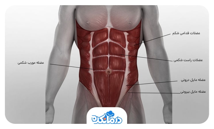 تصویری از عضلات شکمی و مشخص کردن آن‌ها در بخش شکمی. 