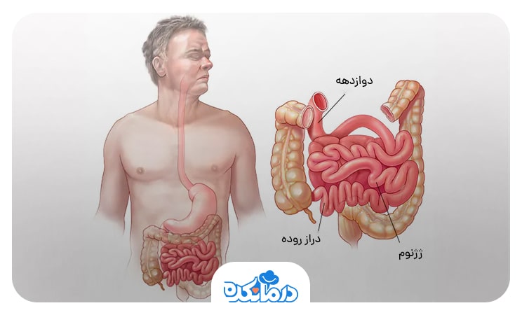 اینفوگرافی بخش‌های مختلف روده کوچک