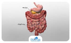 آناتومی روده چیست؟ | نحوه عملکرد روده کوچک و بزرگ