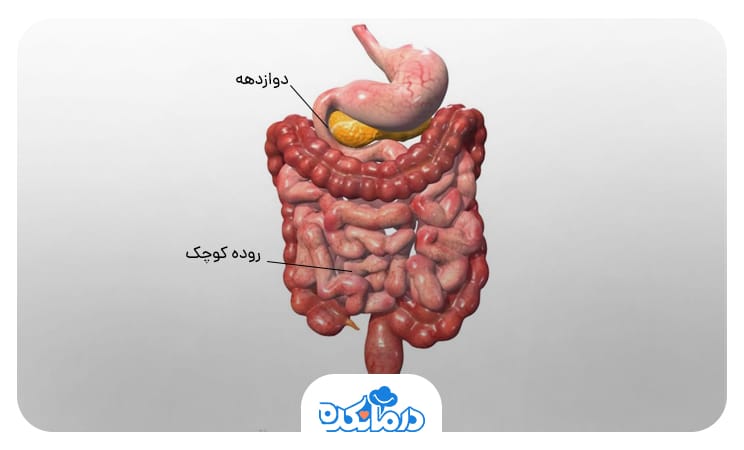 تصویری که در آن بخش‌های مختلف روده باریک مشخص شده است.