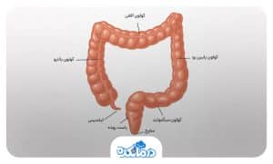 آناتومی روده چیست؟ | نحوه عملکرد روده کوچک و بزرگ