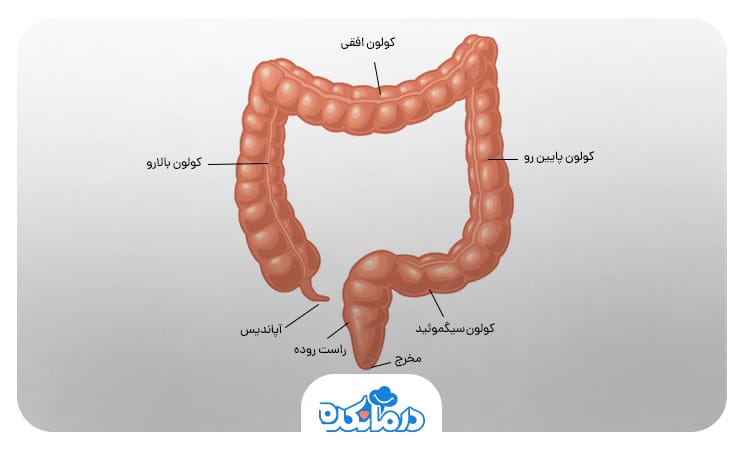 تصویری که در آن انواع قسمت‌های کولون مشخص است.