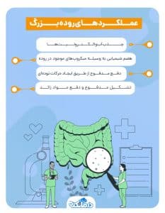 آناتومی روده چیست؟ | نحوه عملکرد روده کوچک و بزرگ