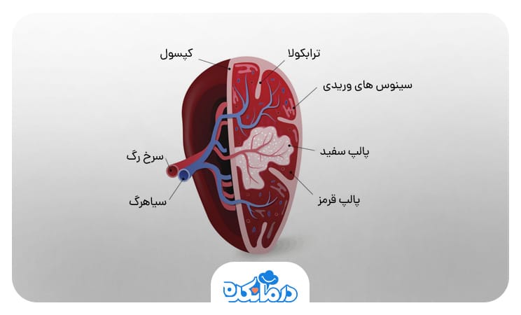 بخش از آناتومی طحال را می‌بینید.