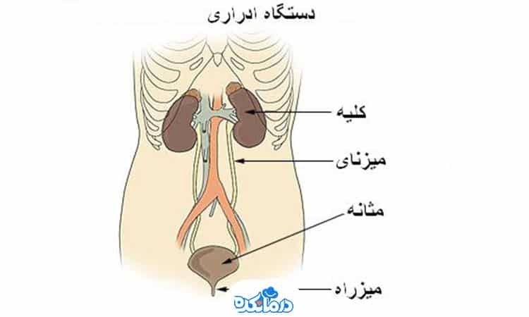 تصویر کلیه‌، میزنای و مثانه