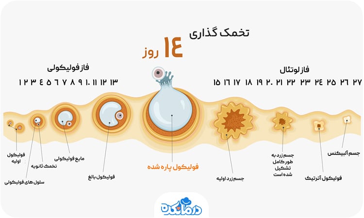 فاز فولیکولی، تخمک‌ گذاری و فاز لوتئال