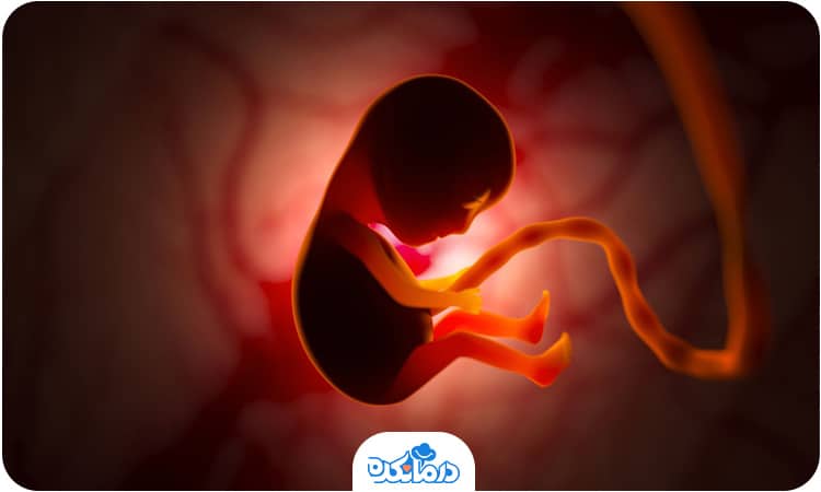 تصویر گرافیکی جنین انسان را می‌بینید. سقط جنین در ماه‌های ابتدایی ریسک بالایی دارد.