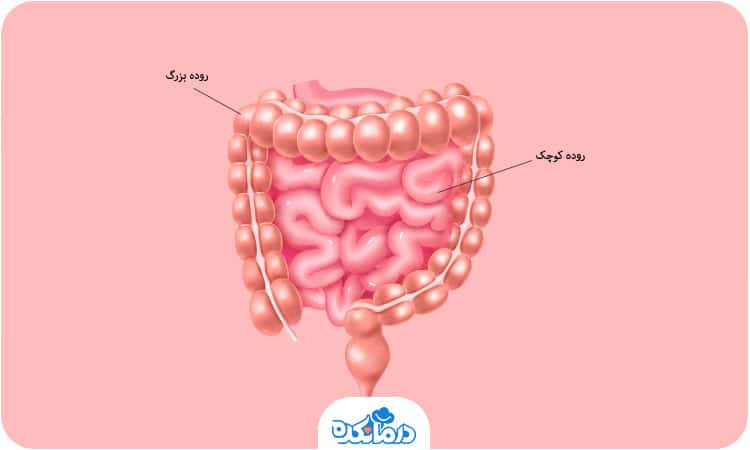 تصویری که در آن روده بزرگ و کوچک به طور دقیق مشخص است.