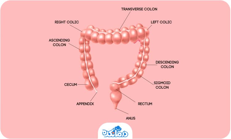 تصویری از بخش‌های مختلف روده بزرگ