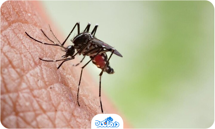 تصویری از یک حشره در حال گزیدن