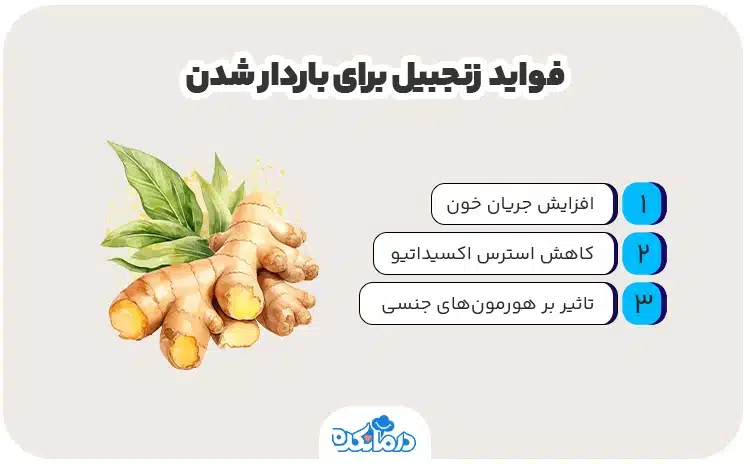 اینفوگرافی درباره فواید زنجبیل برای باردار شدن
