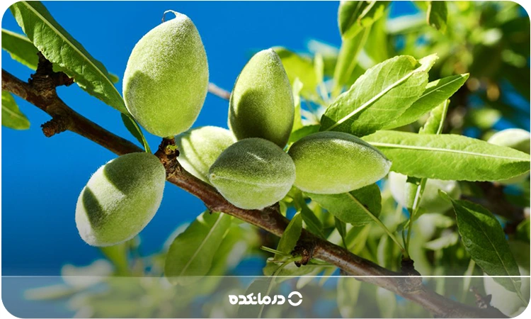 تصویر میوه چغاله بادام را می بینید