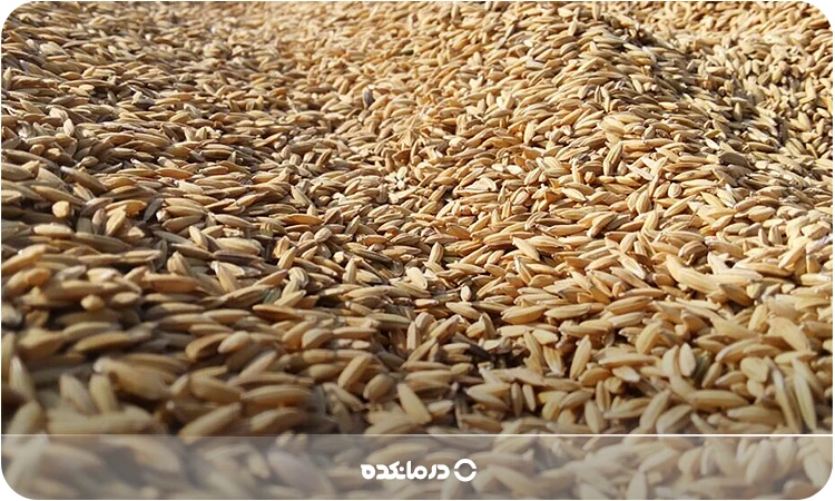 تصویر سبوس برنج را می بینید