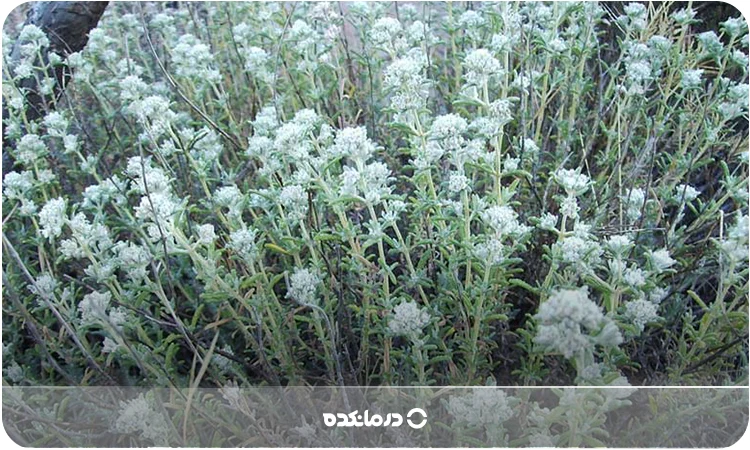 تصویر گیاه کلپوره