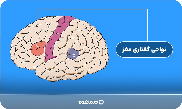نمای شماتیک مغز همراه با بخشهایی که در گفتار نقش دارند.