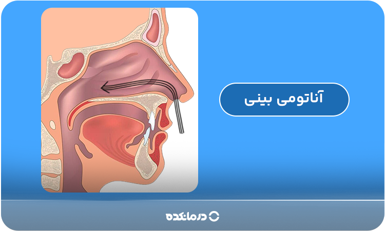 تصویری از آناتومی بینی