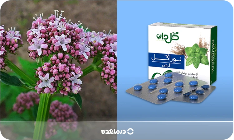 تصویر گیاه سنبلالطیب در کنار قرص آن