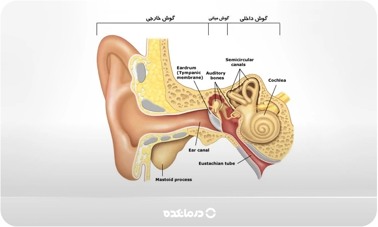 نمای شماتیک از گوش میانی و استخوانچههای آن