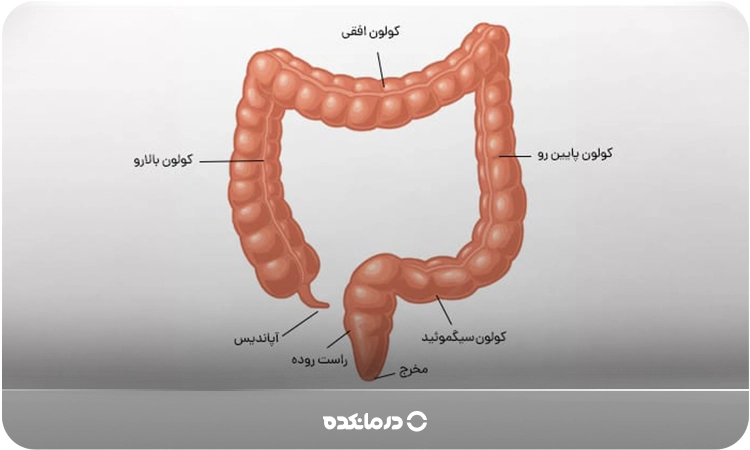 تصویری از آناتومی راست‌روده را می بینید
