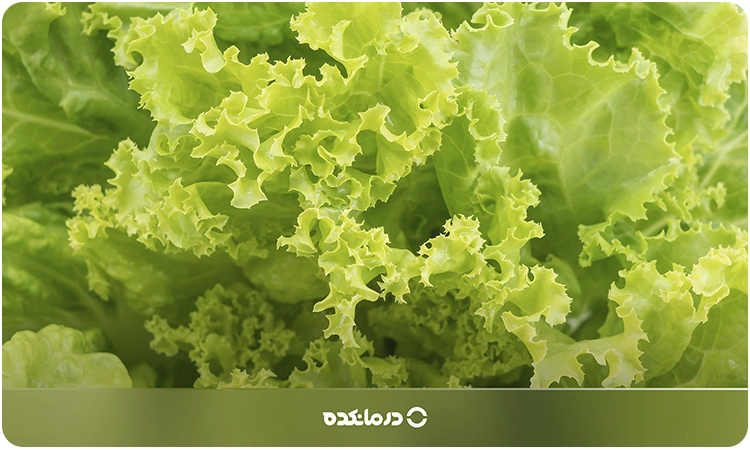 تصویر کاهو را می بینید