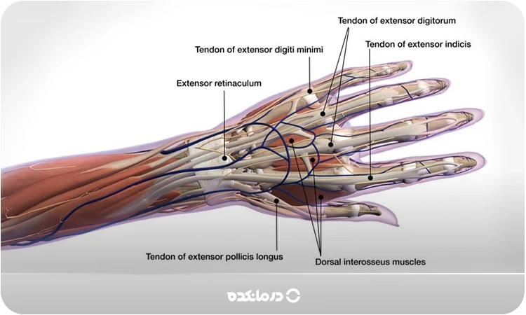تصویر تاندون‌های دست (آناتومی تاندون‌ها) را می بینید