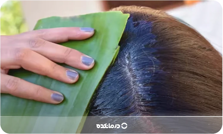 تصویر فردی در حال استفاده از آلوئه‌ورا برای درمان خارش پوست سر را می بینید