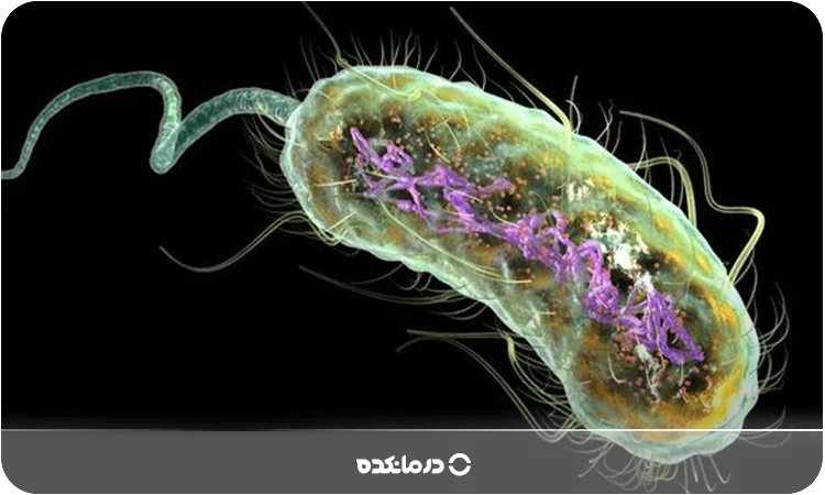 تصویر باکتری اشرشیا کلی را می بینید