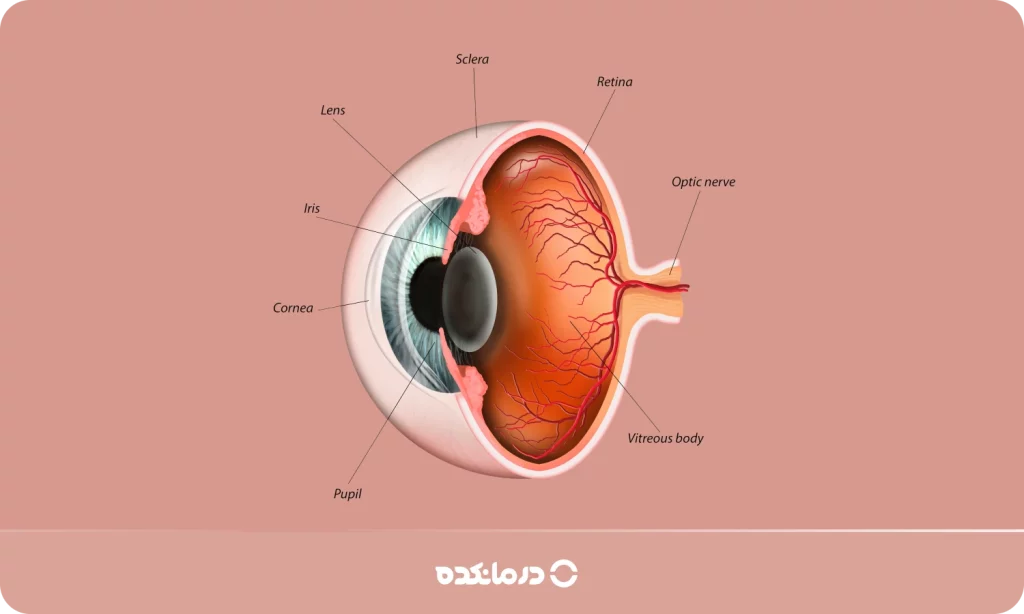 تصویر شماتیک از چشم و عصب بینایی را می بینید