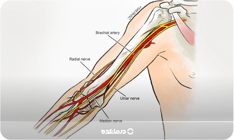 تصویر آناتومیک شبکه عصبی بازو (براکیال پلکسوس) را می بینید
