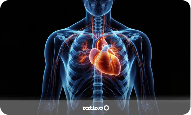 نمای گرافیکی از قفسه سینه و قلب