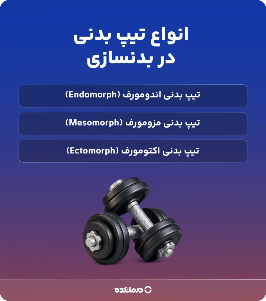 اینفوگرافی انواع تیپ بدنی در بدنسازی